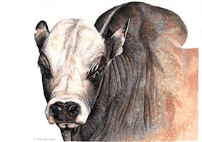 Cows- Any occasion