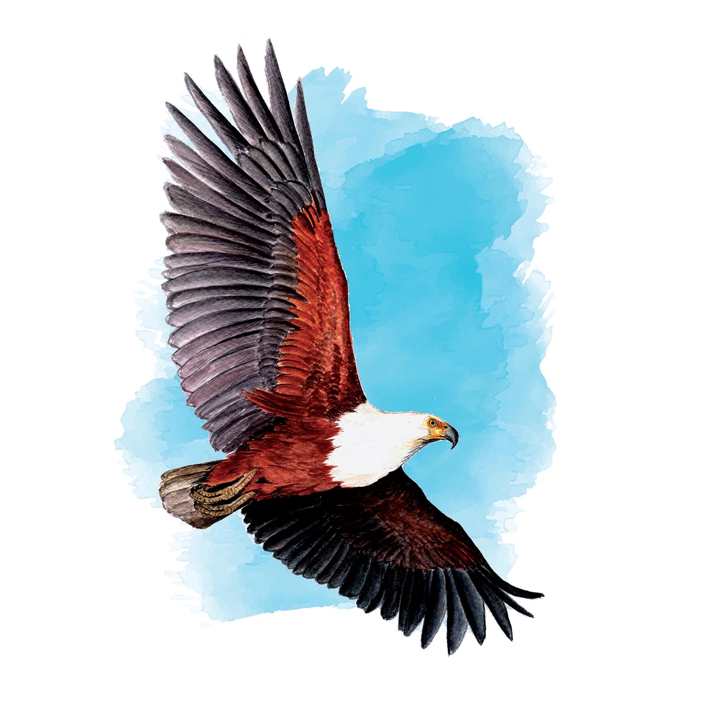 African Fish Eagle