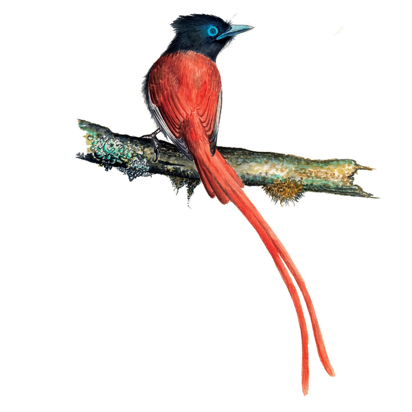 Paradise Fly Catcher