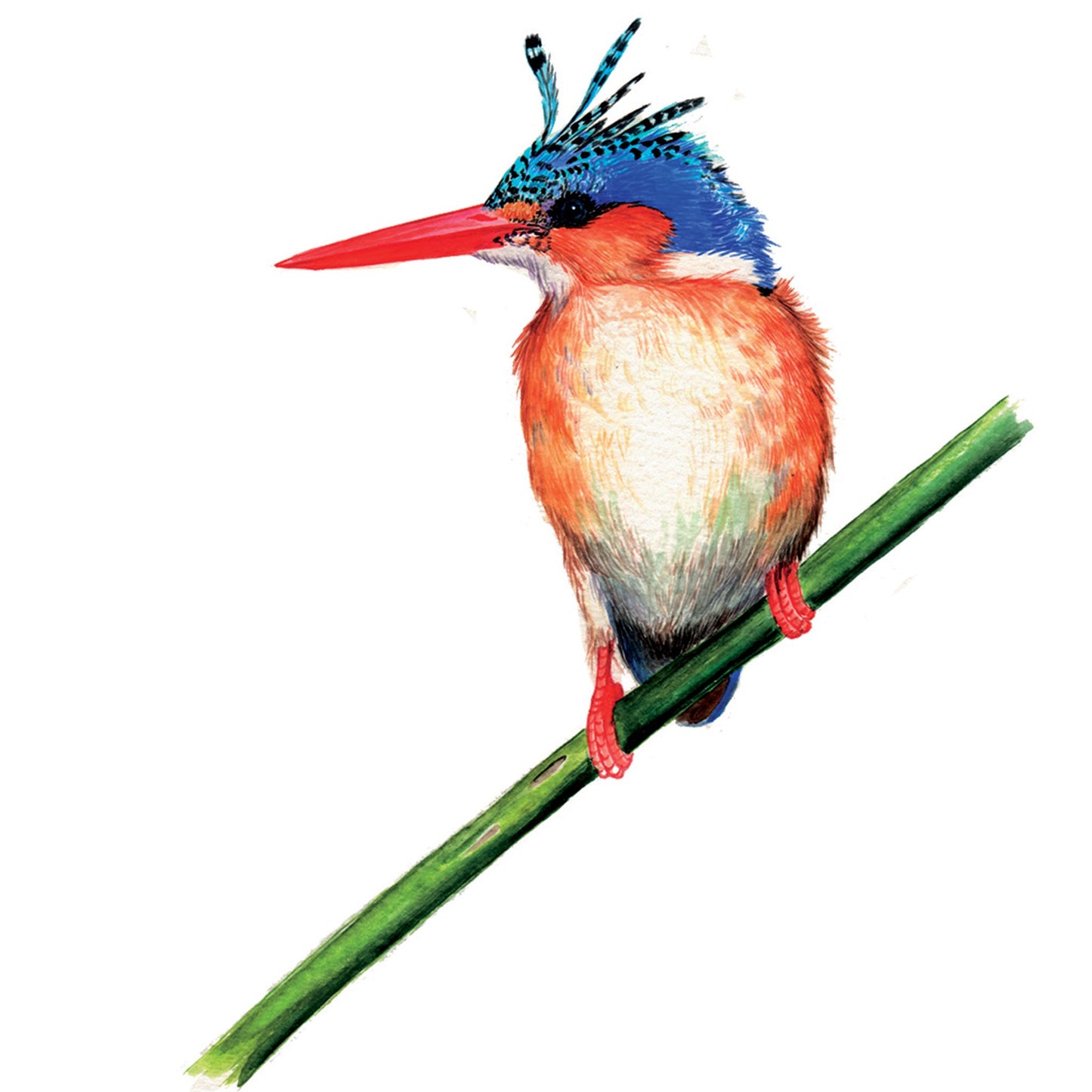 Malachite King Fisher