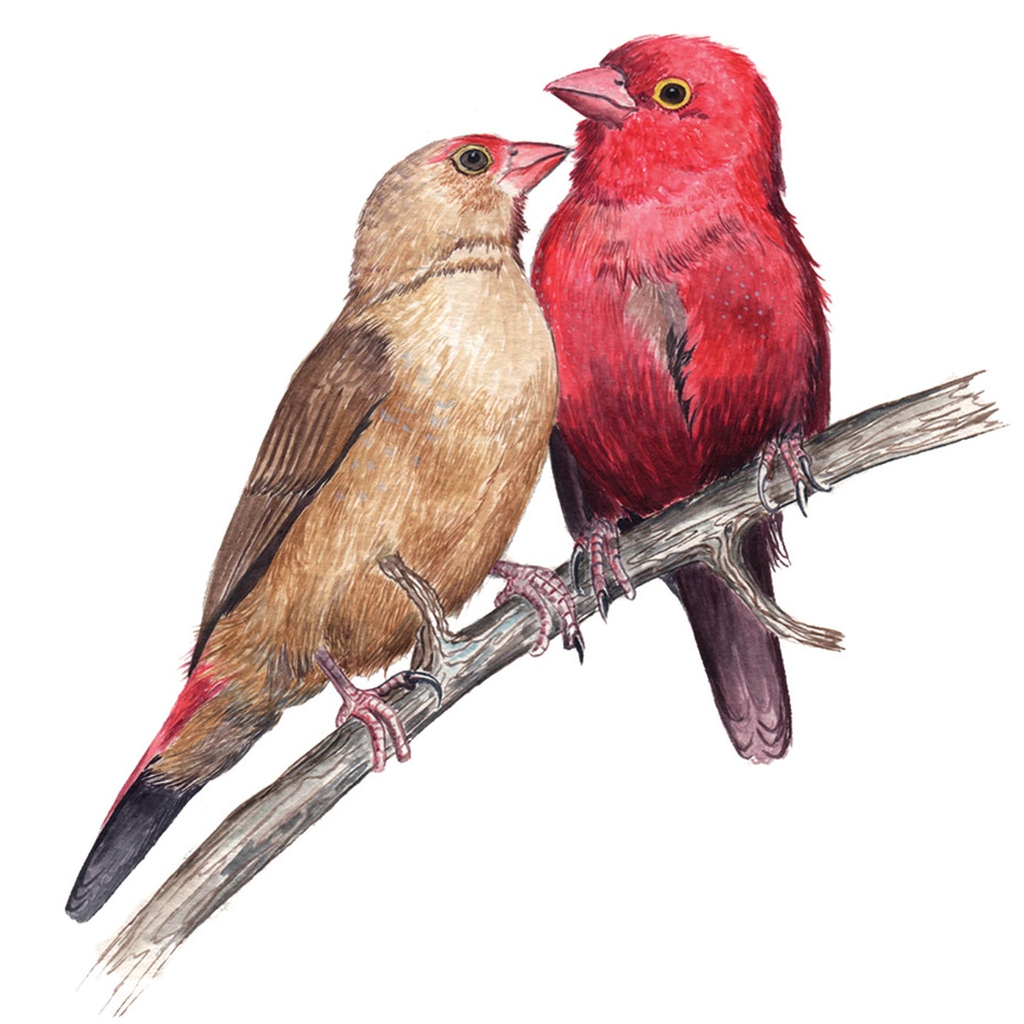 Red Billed Fire Finch