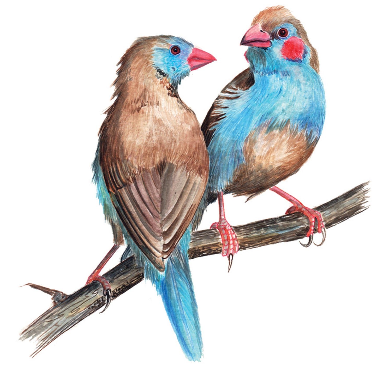 Red Cheeked Cordon Bleus