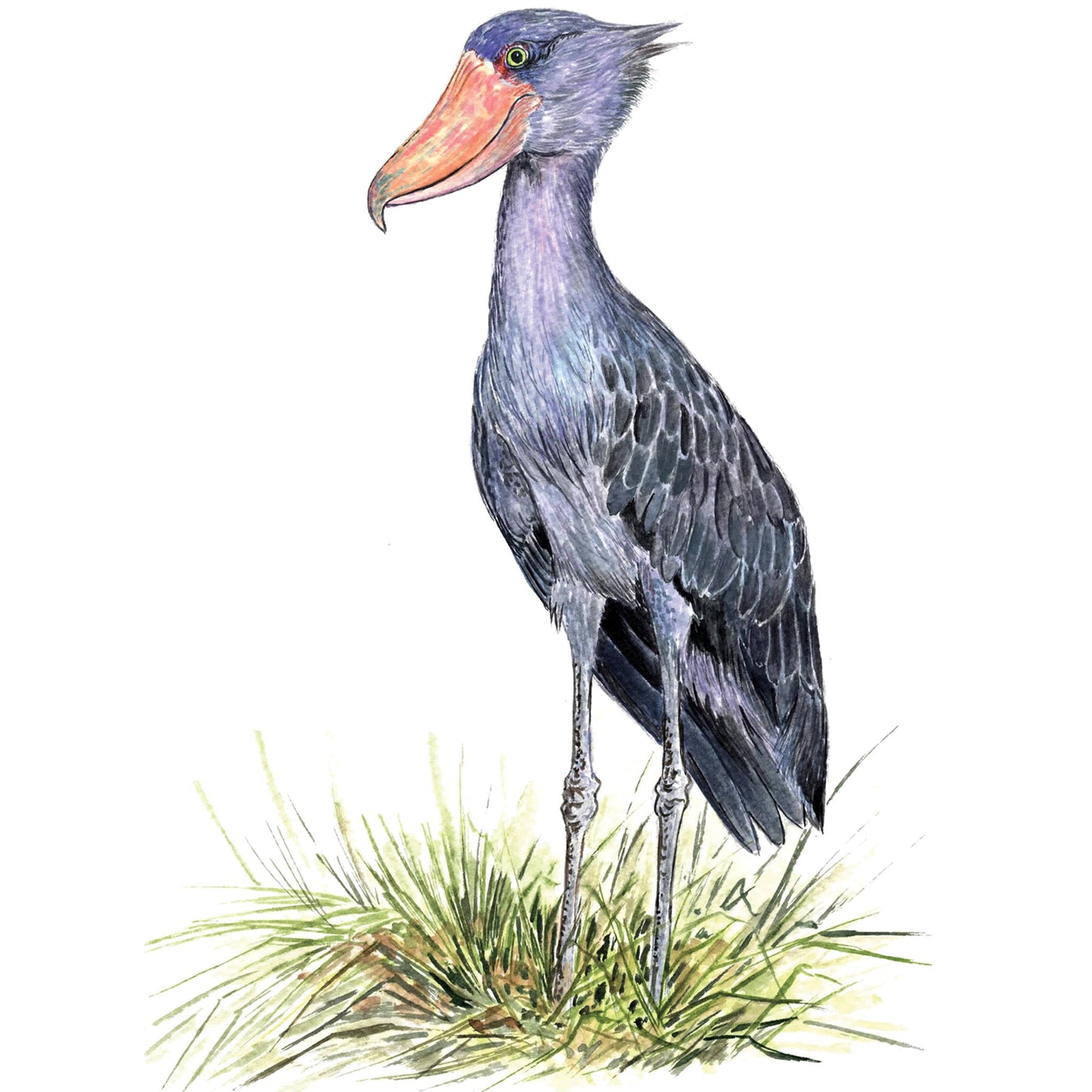 Shoebill