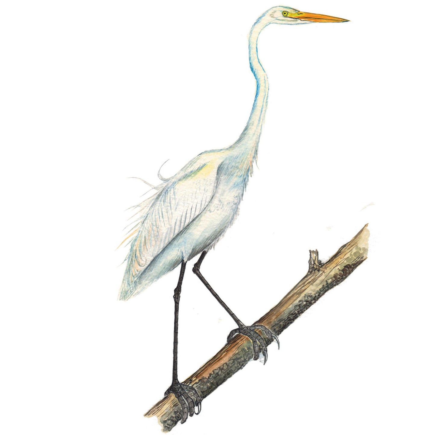 Yellow Billed Egret