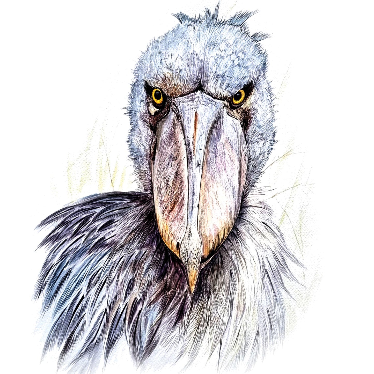 Shoe Billed Stork
