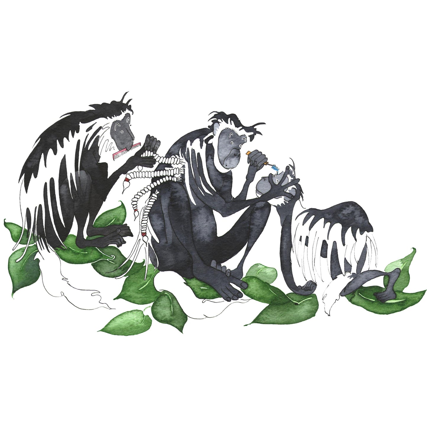 Colobus