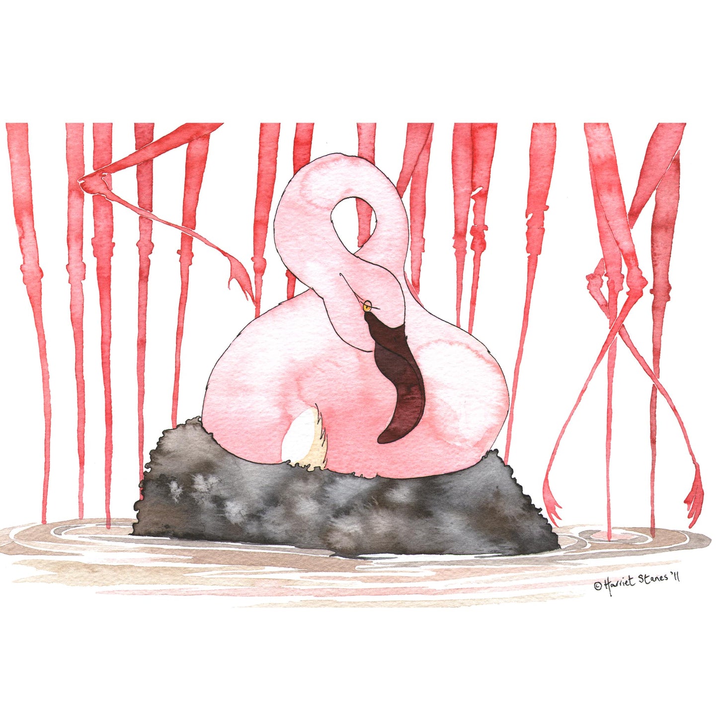 Flamingos