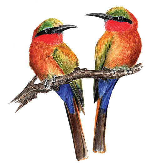 Black Fronted Bee Eater