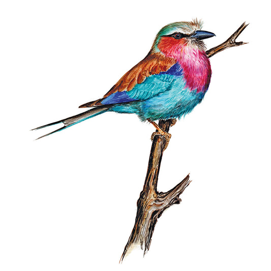 Lilac Breasted Roller